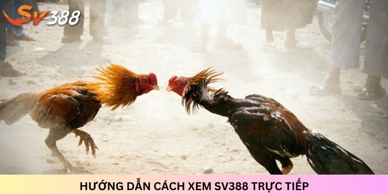 cach-xem-sv388-truc-tiep