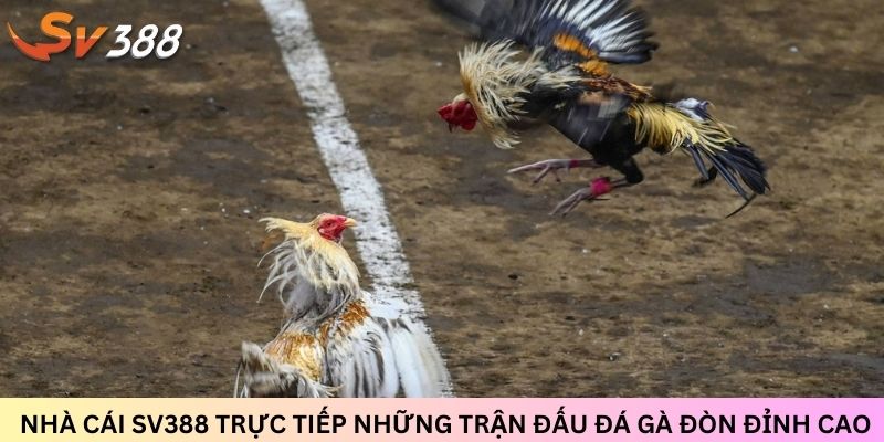 Nhà cái SV388 trực tiếp những trận đấu đá gà đòn đỉnh cao