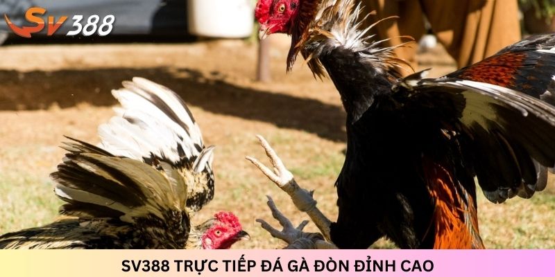 SV388 trực tiếp đá gà đòn đỉnh cao