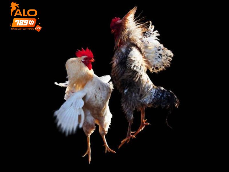 100% trận đá gà Thomo trên ALO789 đều có BLV