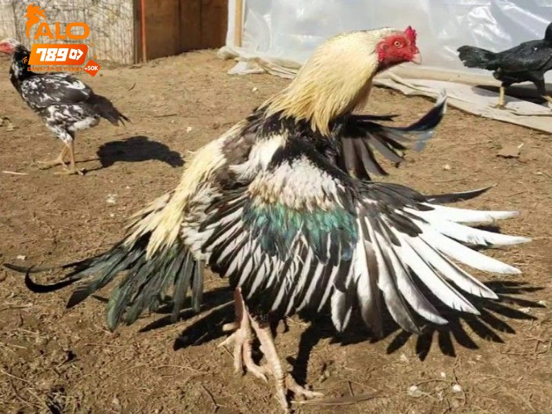 Đá gà Thomo tuân thủ các quy tắc chặt chẽ