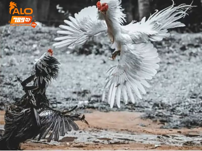 Đá gà trực tiếp giúp người chơi không cần tới tận nơi để xem