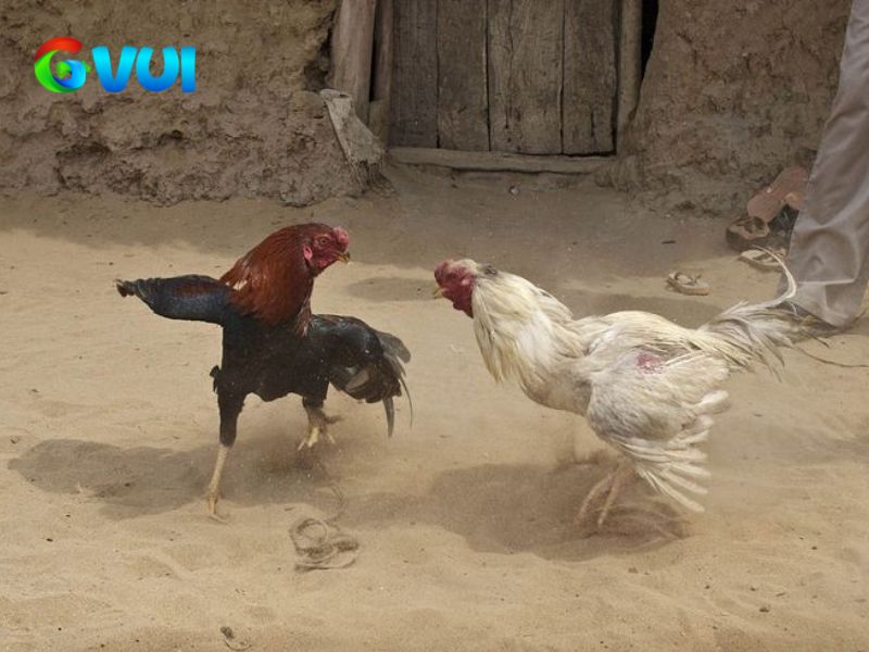 Trả thưởng xanh chín khi cá cược đá gà tại GVUI