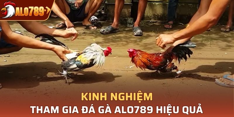 Những kinh nghiệm dự đoán trận đấu đá gà hiệu quả