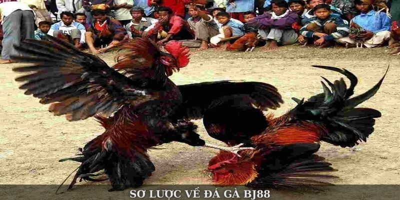Sơ lược về đá gà Bj88