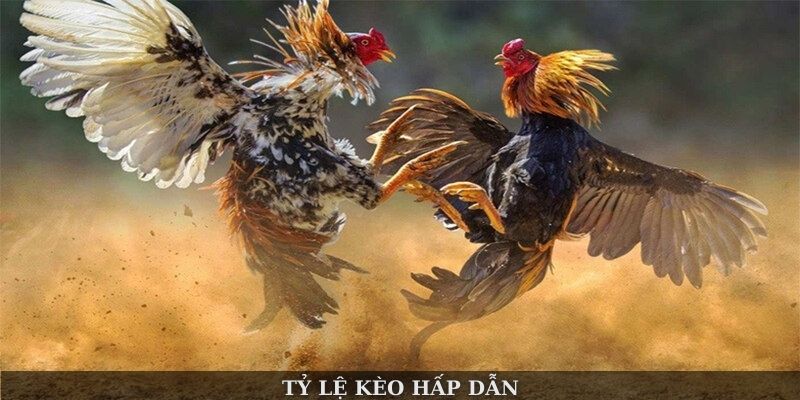 Tỷ lệ kèo hấp dẫn
