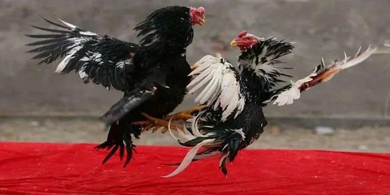 Hướng dẫn quy tắc chơi đá gà I9bet