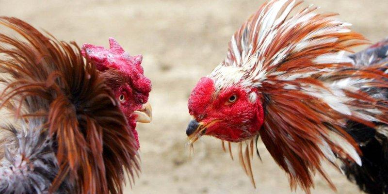 Sức hút khó cưỡng từ đá gà I9bet