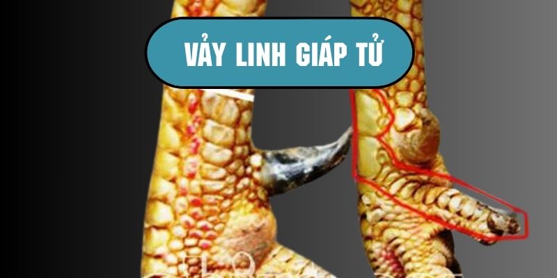 Chiến kê vảy linh giáp tử có thực sự tốt để thi đấu?