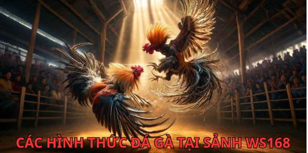 Các hình thức đá gà tại Sảnh đá gà ws168