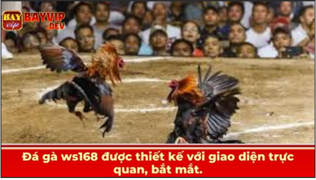 Đá gà ws168 được thiết kế với giao diện trực quan, bắt mắt.