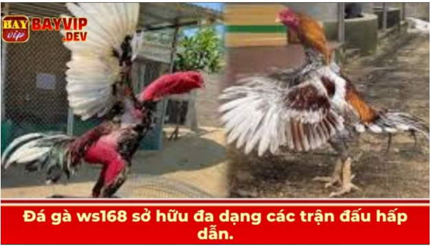 Đá gà ws168 sở hữu đa dạng các trận đấu hấp dẫn.