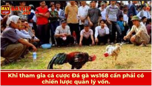 Khi tham gia cá cược Đá gà ws168 cần phải có chiến lược quản lý vốn.