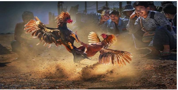 Mọi thỏa thuận, kèo cược trong trận Đá gà ws168 cần được công khai