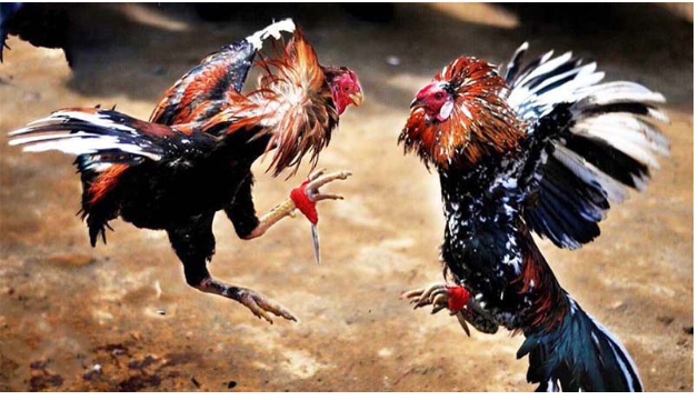 Trực tiếp trận đấu siêu nét