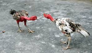 Tổng hợp lối chọi gà hay nhất hiện nay