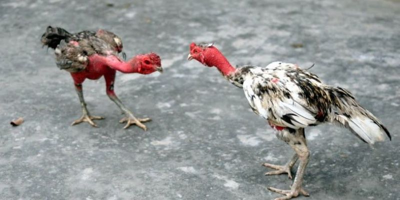 Đá gà nòi QH88 sân chơi hấp dẫn dành cho dân cược