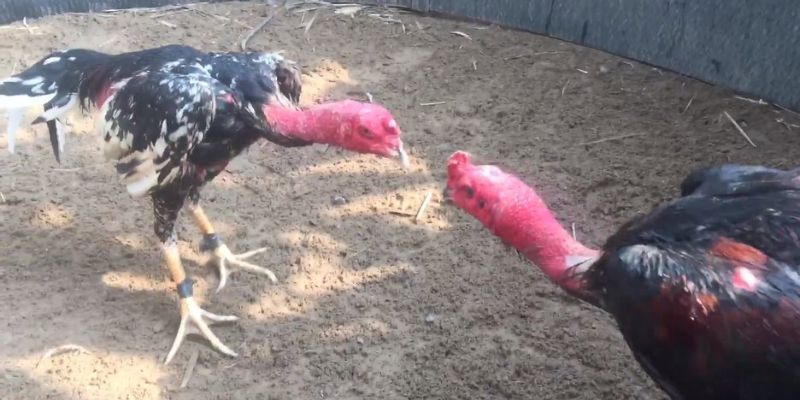 Tại sao đá gà nòi QH88 lại thu hút nhiều cược thủ?