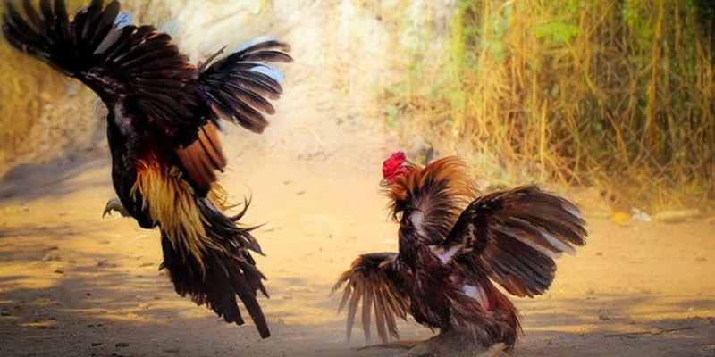Các chiến thuật cá cược hiệu quả trong đá gà nòi QH88