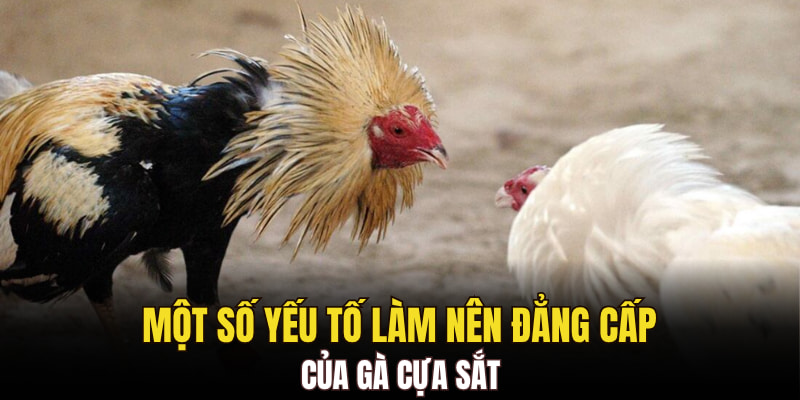 Một số yếu tố làm nên đẳng cấp của gà cựa sắt