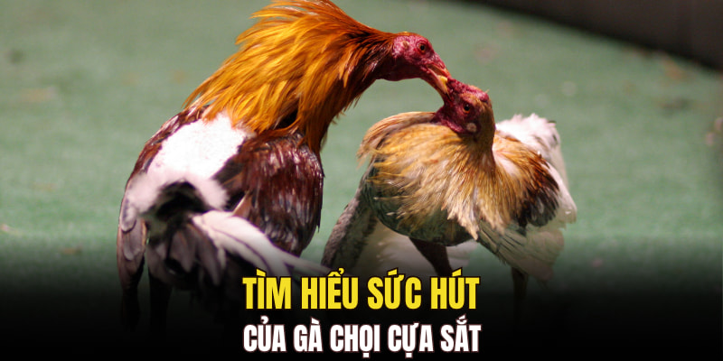 Tìm hiểu sức hút của gà chọi cựa sắt