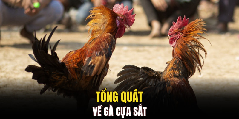 Tổng quát về gà cựa sắt