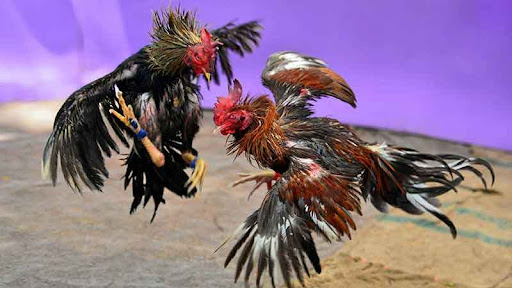 Tính cạnh tranh và cơ hội thắng