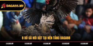 8 bồ gà nổi bật tại nền tảng DAGA88 8 bồ gà nổi bật tại nền tảng DAGA88