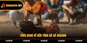 Tổng quan về nền tảng đá gà DAGA88 Tổng quan về nền tảng đá gà DAGA88