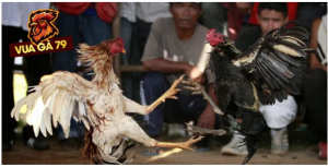 Hệ thống đá gà chú trọng tối ưu trải nghiệm tổng thể Hệ thống đá gà chú trọng tối ưu trải nghiệm tổng thể