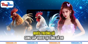 Nhiều trường gà cung cấp video tại TỔNG GÀ 88 Nhiều trường gà cung cấp video tại TỔNG GÀ 88